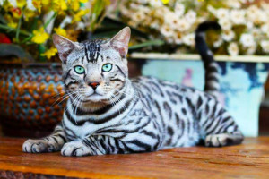 Gato Bengal, do Gatil Tomazini (Divulgação)